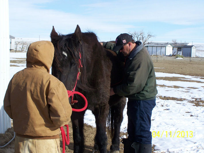 Our vet did a farm call. He was checking if our horse's stomach was twisted and if he felt anything unusual.